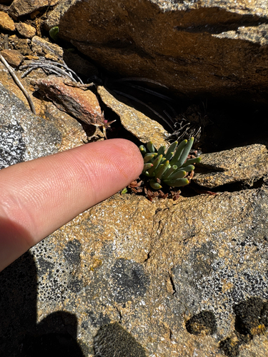 Lewisia leeana, photograph 6