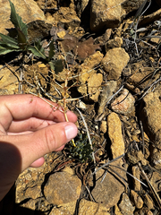 (c) Parker James Lloyd, some rights reserved (CC BY) Lewisia leeana, photograph (c) Parker James Lloyd, some rights reserved (CC BY)