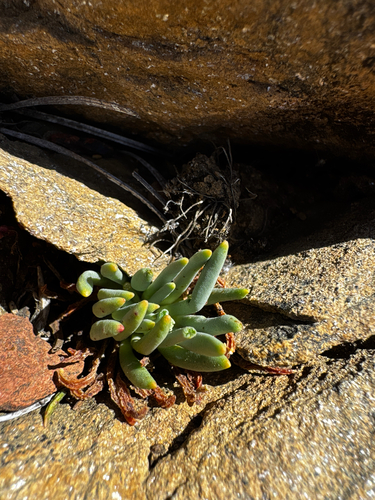 Lewisia leeana, photograph 5