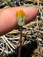 (c) Parker James Lloyd, some rights reserved (CC BY) Erigeron bloomeri, photograph (c) Parker James Lloyd, some rights reserved (CC BY)