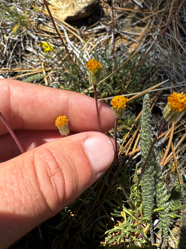 Erigeron bloomeri, photograph 4