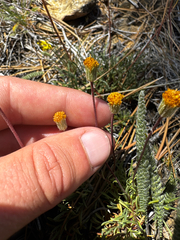 (c) Parker James Lloyd, some rights reserved (CC BY) Erigeron bloomeri, photograph (c) Parker James Lloyd, some rights reserved (CC BY)