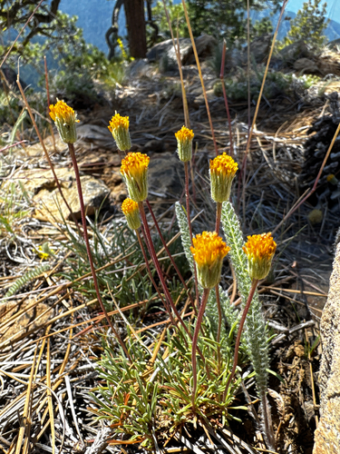 Erigeron bloomeri, photograph 3