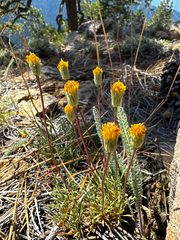 (c) Parker James Lloyd, some rights reserved (CC BY) Erigeron bloomeri, photograph (c) Parker James Lloyd, some rights reserved (CC BY)
