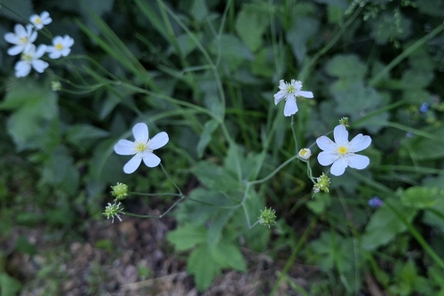 Ranunculus platanifolius, photograph 6