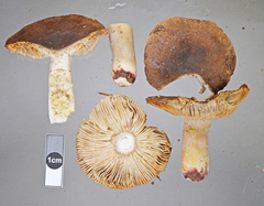 Russula vinaceocuticulata