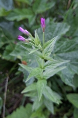 Epilobium alpestre
