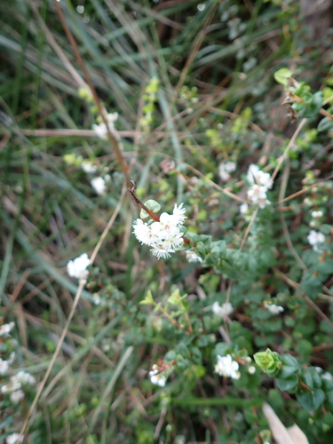 Hypocalymma cordifolium, photograph 1