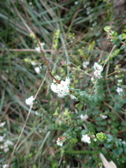 Hypocalymma cordifolium
