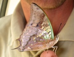Charaxes candiope