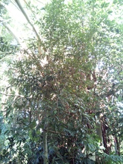 Syzygium guineense
