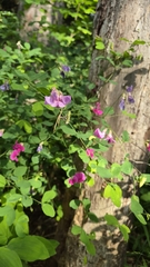 Lathyrus roseus
