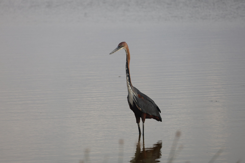 iNaturalist image