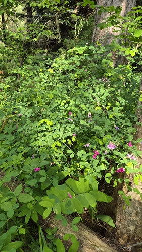 Lathyrus roseus, photograph 2