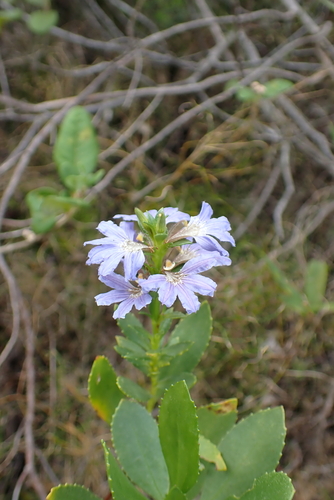 Scaevola nitida, photograph 5