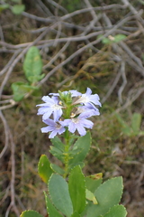 Scaevola nitida, photograph (c) Em Lamond, some rights reserved (CC BY)