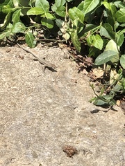 Podarcis muralis maculiventris