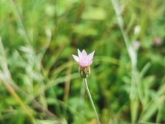 Xeranthemum cylindraceum