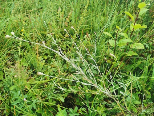Xeranthemum cylindraceum, photograph 1