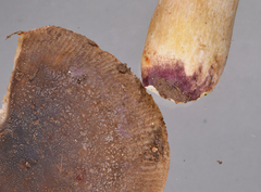 Russula vinaceocuticulata
