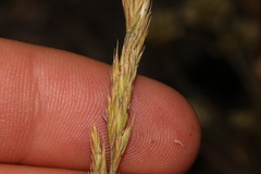 Festuca idahoensis, photograph (c) Austin Saunders, some rights reserved (CC BY)