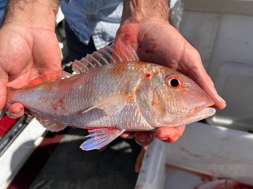 Fork-tailed threadfin (Nemipterus furcosus) — Nemipteridae — 2