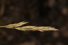 Festuca idahoensis