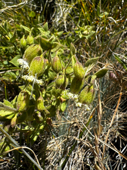 Silene greenei