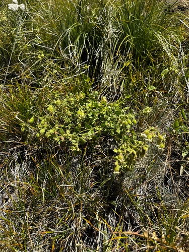 Silene greenei, photograph 2