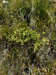Silene greenei, photograph (c) Parker James Lloyd, some rights reserved (CC BY)