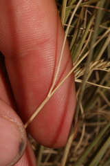 Festuca idahoensis, photograph (c) Austin Saunders, some rights reserved (CC BY)