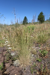 Festuca idahoensis, photograph (c) Austin Saunders, some rights reserved (CC BY)