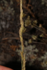 Festuca idahoensis, photograph (c) Austin Saunders, some rights reserved (CC BY)