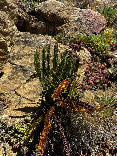Polystichum lemmonii, photograph 4