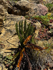 Polystichum lemmonii, photograph (c) Parker James Lloyd, some rights reserved (CC BY)