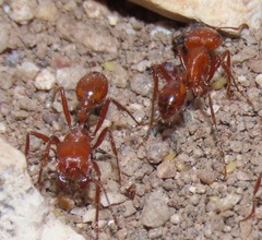 Pogonomyrmex maricopa