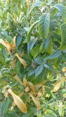 Metarungia longistrobus