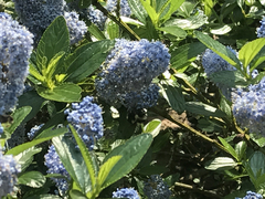 Ceanothus
