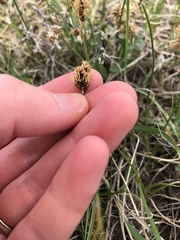 Carex duriuscula