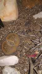 Lithops