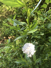 Ceanothus