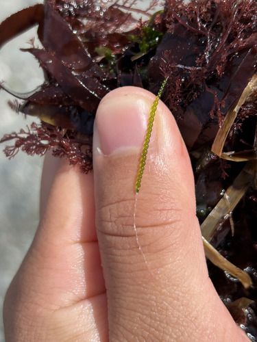 Urospora wormskioldii observed 2026-07-11