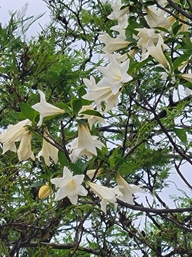 Hintonia latiflora, 2026-07-12