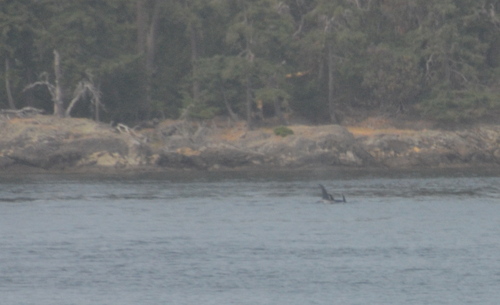 Sighting photo