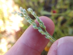 Urochloa ciliatissima