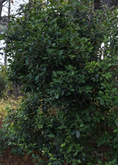 Chionanthus foveolatus