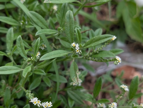 Euploca procumbens observed 2026-07-12