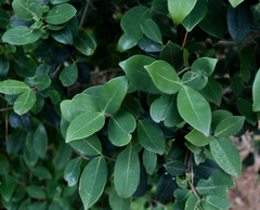 Chionanthus foveolatus