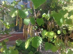 Cercis canadensis