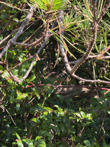 Sonoma Chipmunk observed by her_own_wings